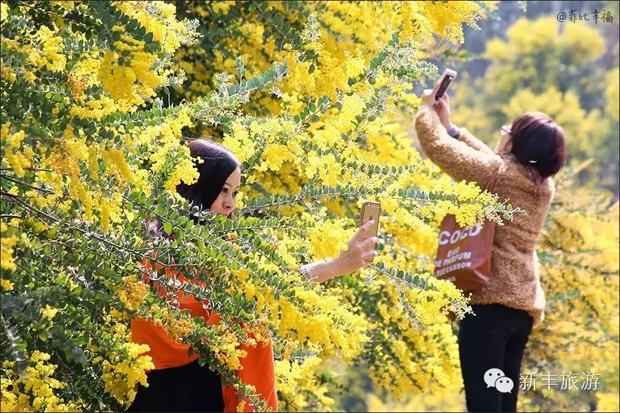 新丰樱花峪旅游攻略_新丰樱花峪好玩吗_新丰樱花峪的门票