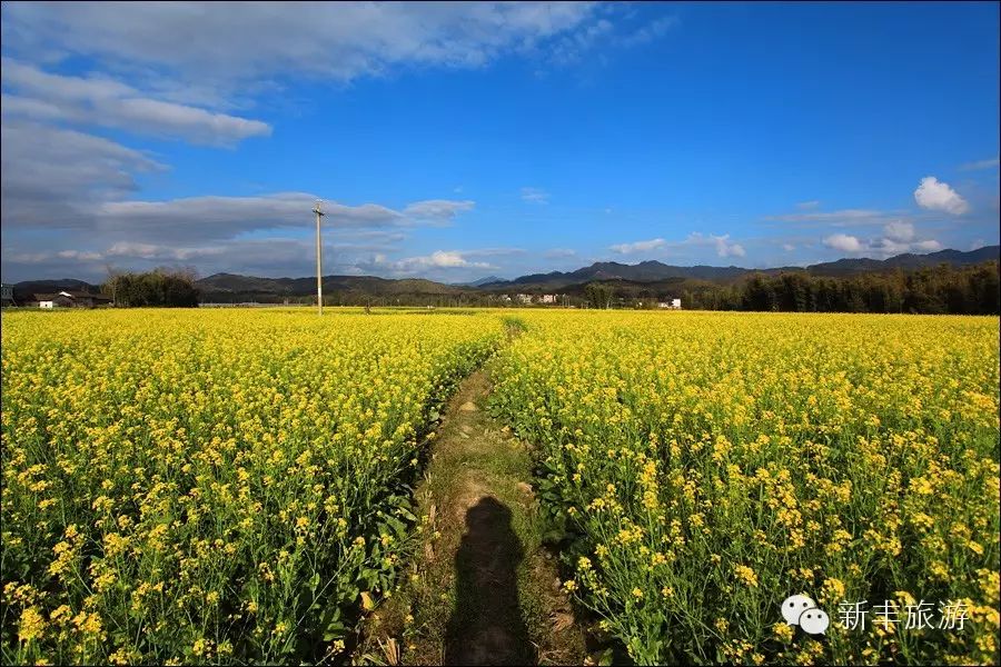 新丰樱花峪的门票_新丰樱花峪好玩吗_新丰樱花峪旅游攻略