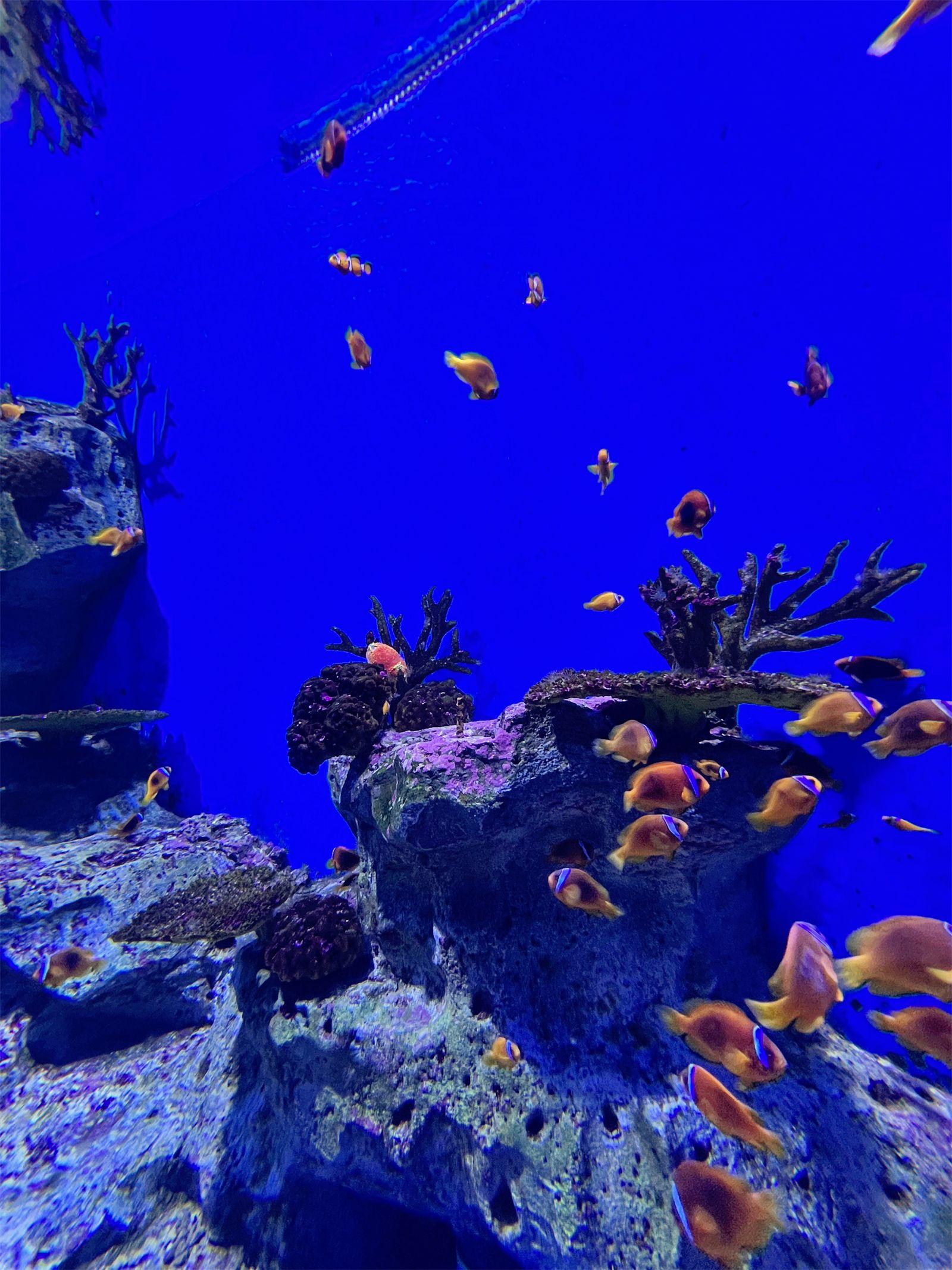 海洋公园旅游攻略_海洋公园_海洋公园景点