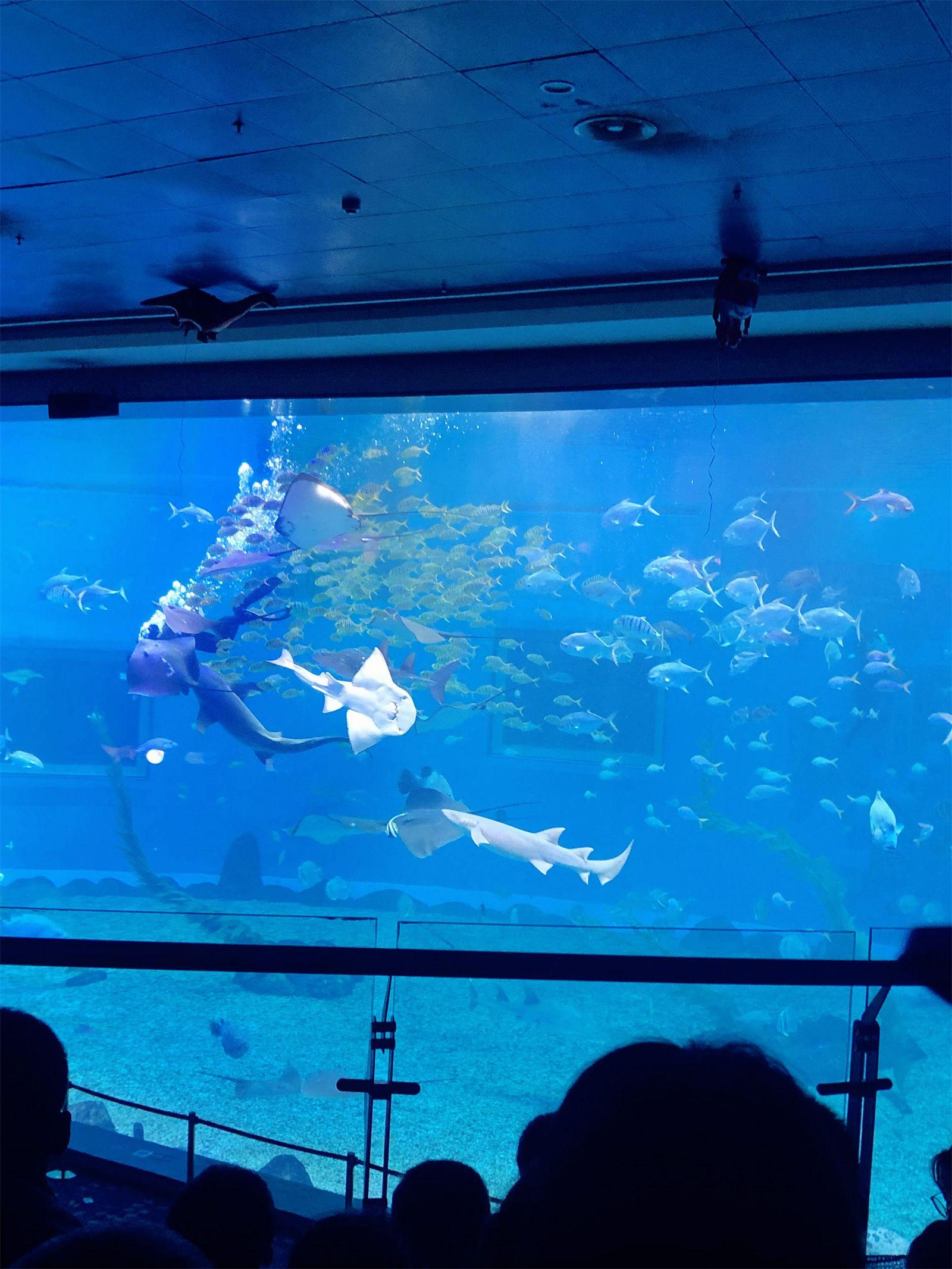 海洋公园景点_海洋公园_海洋公园旅游攻略