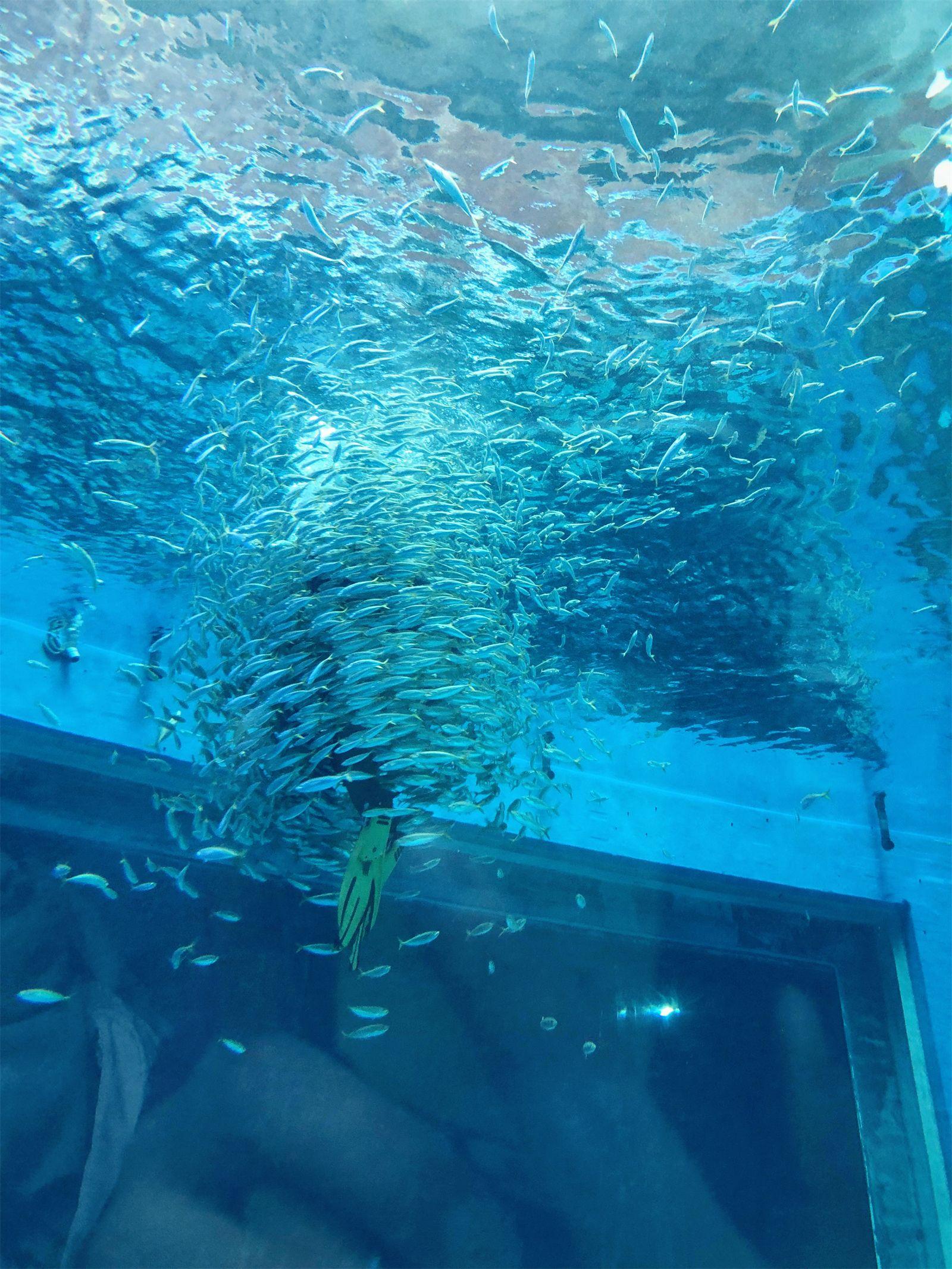 海洋公园_海洋公园旅游攻略_海洋公园景点