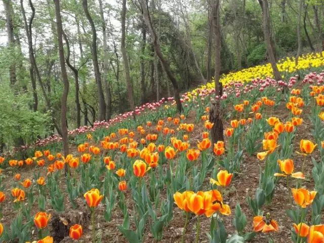 西安太平森林公园怎么样_西安太平森林公园好玩吗_西安太平森林公园旅游攻略