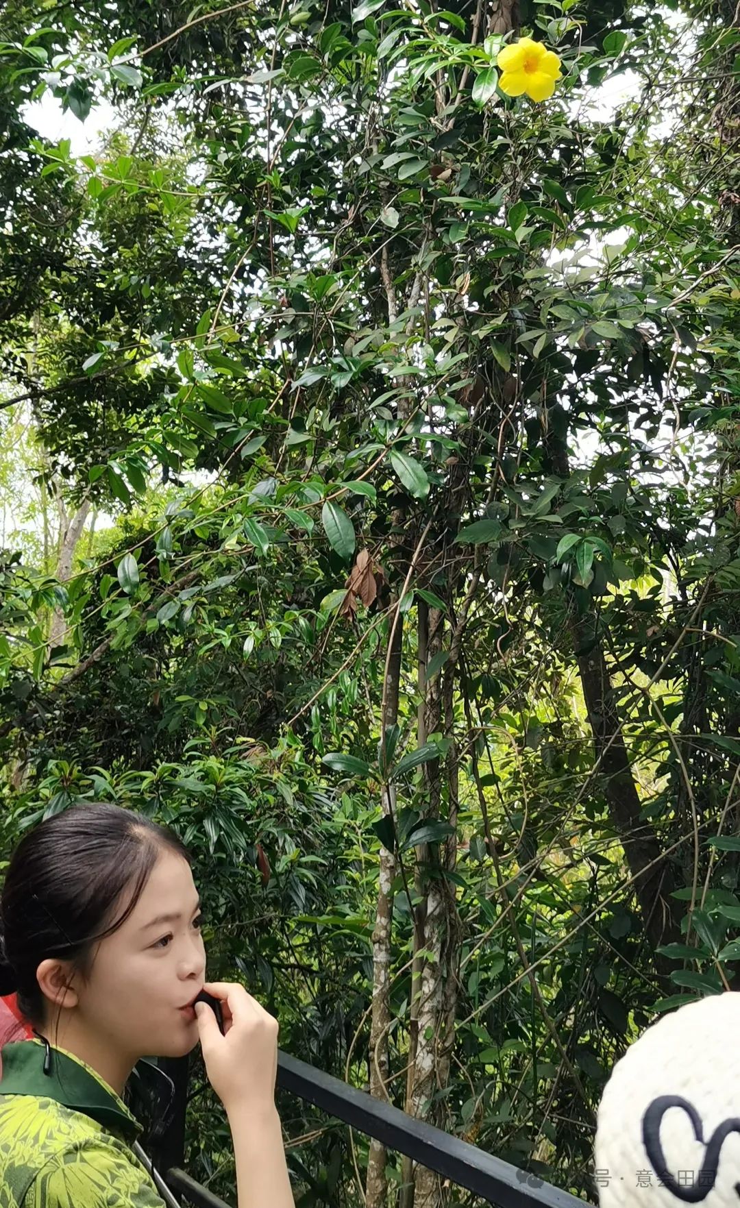三亚呀诺达旅游攻略_三亚亚诺达景区_三亚呀诺达自由行攻略