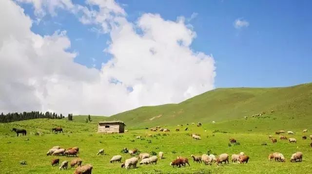 贵州妥乐村自由行攻略_贵州妥乐村旅游攻略_贵州妥乐古银杏风景区图片