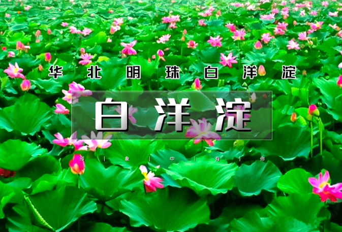 白洋淀荷花大观园旅游攻略_白洋淀荷花大观园民俗寨宾馆_河北白洋淀荷花大观园有限公司