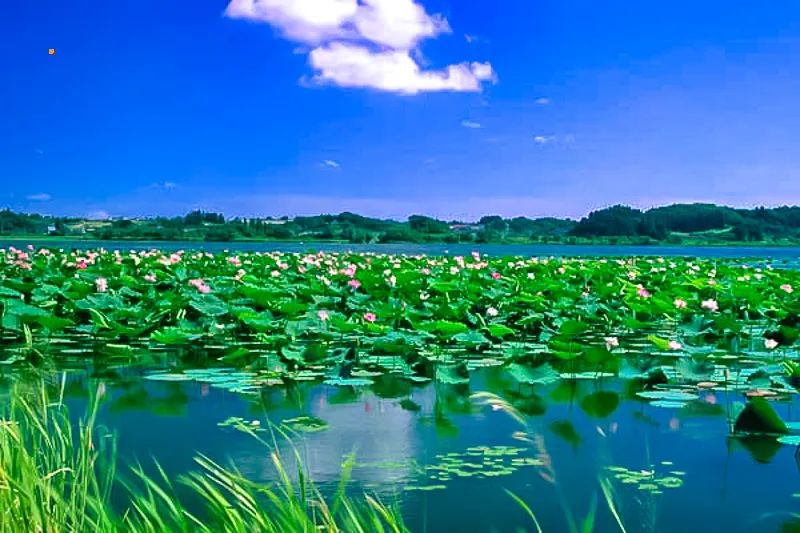 白洋淀荷花大观园民俗寨宾馆_白洋淀荷花大观园旅游攻略_河北白洋淀荷花大观园有限公司