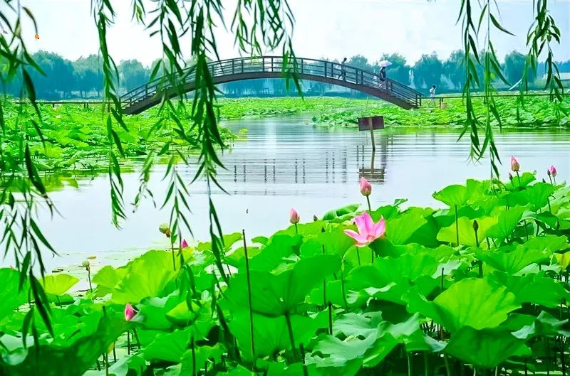 白洋淀荷花大观园民俗寨宾馆_白洋淀荷花大观园旅游攻略_河北白洋淀荷花大观园有限公司