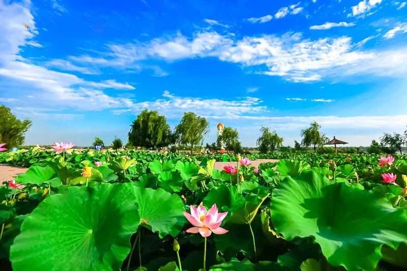 白洋淀荷花大观园旅游攻略_白洋淀荷花大观园民俗寨宾馆_河北白洋淀荷花大观园有限公司