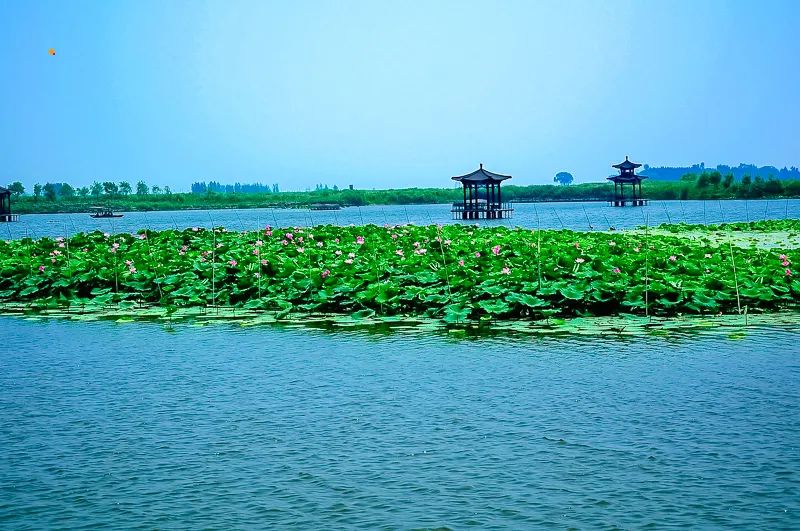 白洋淀荷花大观园旅游攻略_白洋淀荷花大观园民俗寨宾馆_河北白洋淀荷花大观园有限公司