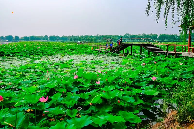 白洋淀荷花大观园旅游攻略_白洋淀荷花大观园民俗寨宾馆_河北白洋淀荷花大观园有限公司