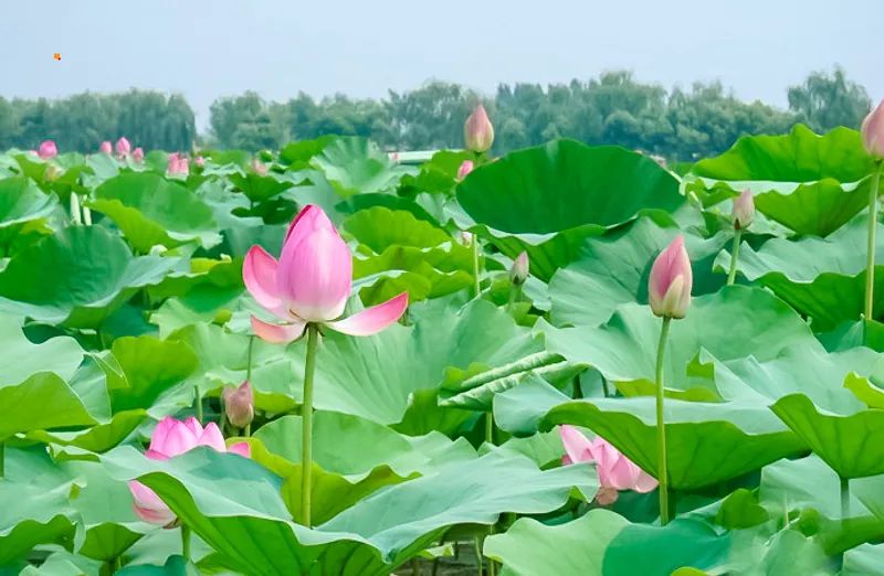 河北白洋淀荷花大观园有限公司_白洋淀荷花大观园民俗寨宾馆_白洋淀荷花大观园旅游攻略