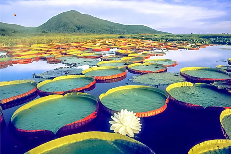 白洋淀荷花大观园民俗寨宾馆_白洋淀荷花大观园旅游攻略_河北白洋淀荷花大观园有限公司