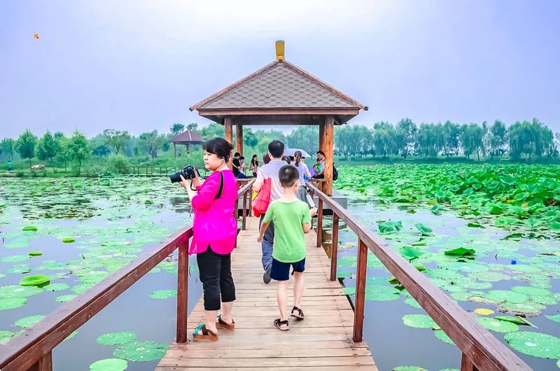 白洋淀荷花大观园民俗寨宾馆_白洋淀荷花大观园旅游攻略_河北白洋淀荷花大观园有限公司