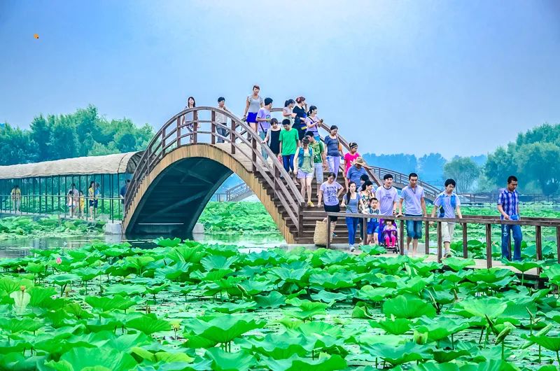 白洋淀荷花大观园民俗寨宾馆_白洋淀荷花大观园旅游攻略_河北白洋淀荷花大观园有限公司