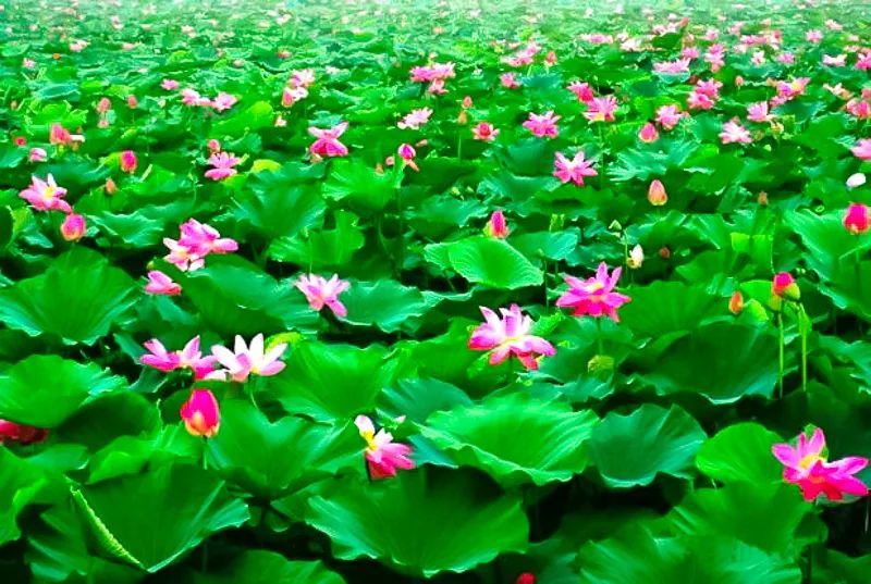 白洋淀荷花大观园旅游攻略_白洋淀荷花大观园民俗寨宾馆_河北白洋淀荷花大观园有限公司