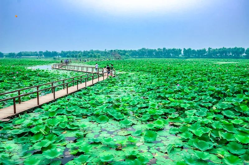 白洋淀荷花大观园旅游攻略_河北白洋淀荷花大观园有限公司_白洋淀荷花大观园民俗寨宾馆