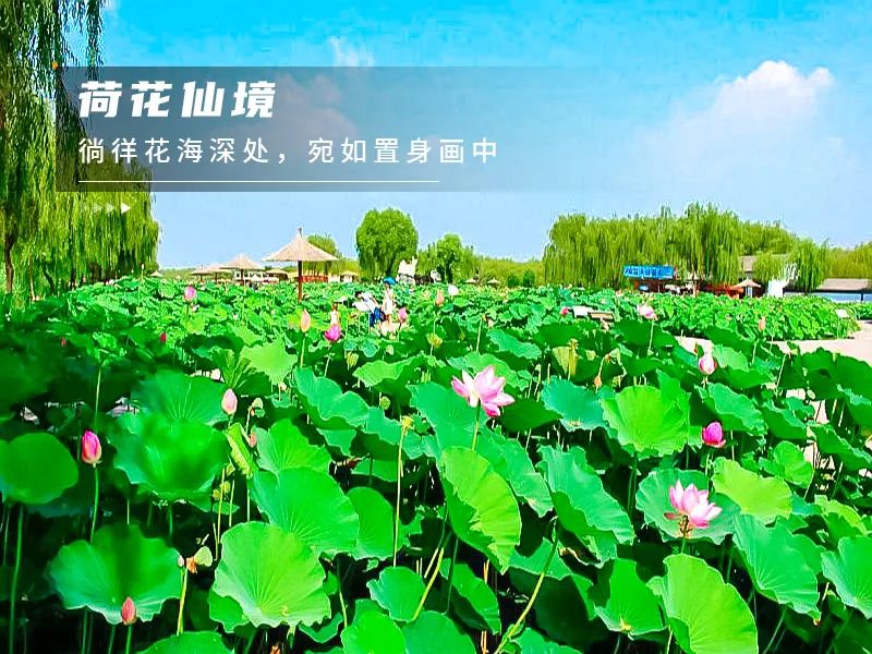 河北白洋淀荷花大观园有限公司_白洋淀荷花大观园旅游攻略_白洋淀荷花大观园民俗寨宾馆