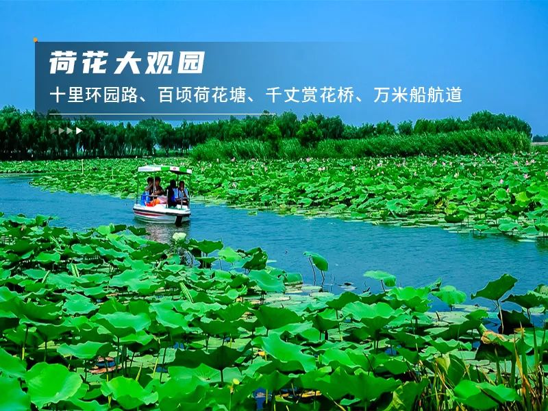白洋淀荷花大观园民俗寨宾馆_白洋淀荷花大观园旅游攻略_河北白洋淀荷花大观园有限公司