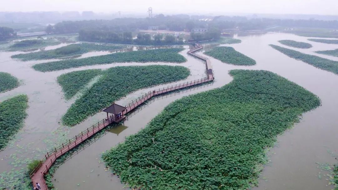 白洋淀荷花大观园旅游攻略_河北白洋淀荷花大观园有限公司_白洋淀菏花大观园