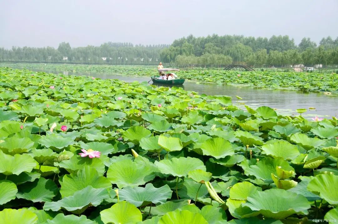 白洋淀菏花大观园_河北白洋淀荷花大观园有限公司_白洋淀荷花大观园旅游攻略
