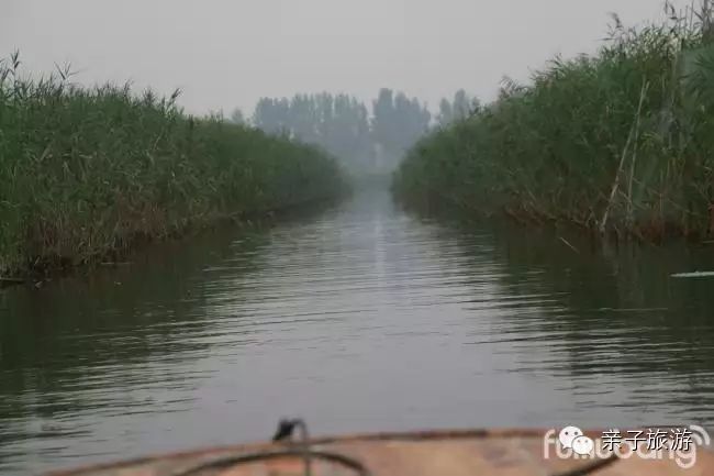白洋淀菏花大观园_白洋淀荷花大观园旅游攻略_白洋淀荷花大观园民俗寨宾馆