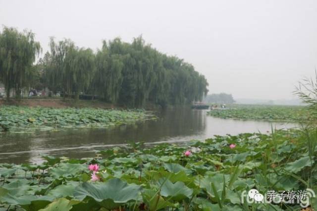 白洋淀荷花大观园旅游攻略_白洋淀荷花大观园民俗寨宾馆_白洋淀菏花大观园