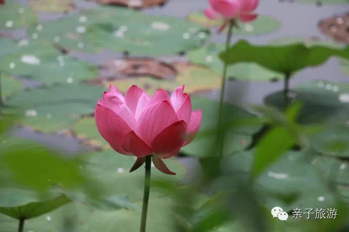 白洋淀荷花大观园旅游攻略_白洋淀菏花大观园_白洋淀荷花大观园民俗寨宾馆