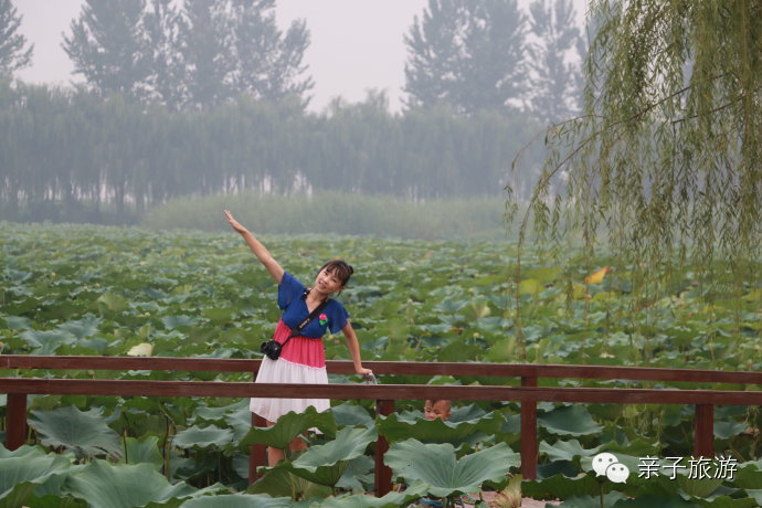 白洋淀荷花大观园民俗寨宾馆_白洋淀荷花大观园旅游攻略_白洋淀菏花大观园