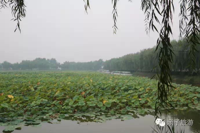 白洋淀菏花大观园_白洋淀荷花大观园旅游攻略_白洋淀荷花大观园民俗寨宾馆