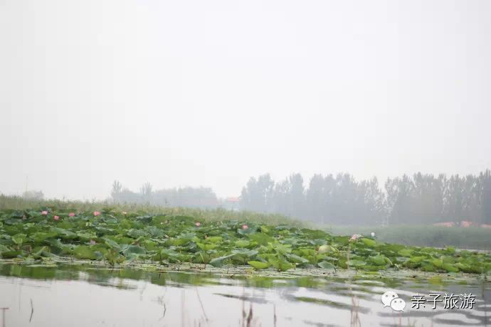 白洋淀菏花大观园_白洋淀荷花大观园旅游攻略_白洋淀荷花大观园民俗寨宾馆