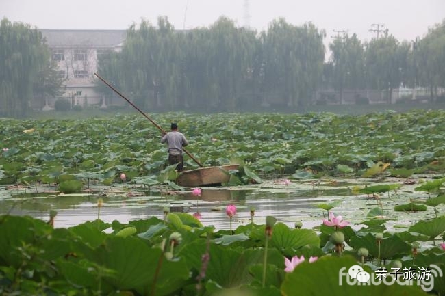白洋淀荷花大观园民俗寨宾馆_白洋淀荷花大观园旅游攻略_白洋淀菏花大观园