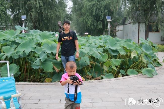 白洋淀荷花大观园旅游攻略_白洋淀菏花大观园_白洋淀荷花大观园民俗寨宾馆