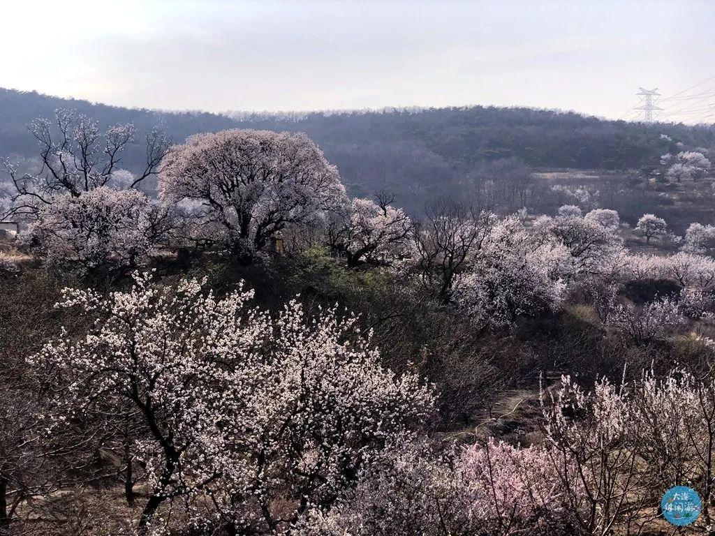 大连春季旅游攻略_春季大连攻略旅游景点推荐_春季大连攻略旅游路线