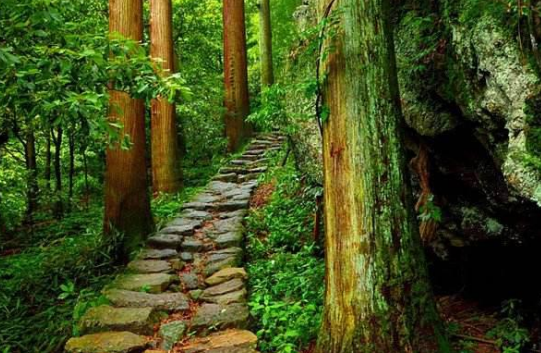 浙江省天目山景区_浙江天目山旅游攻略_浙江天目山景区门票价格