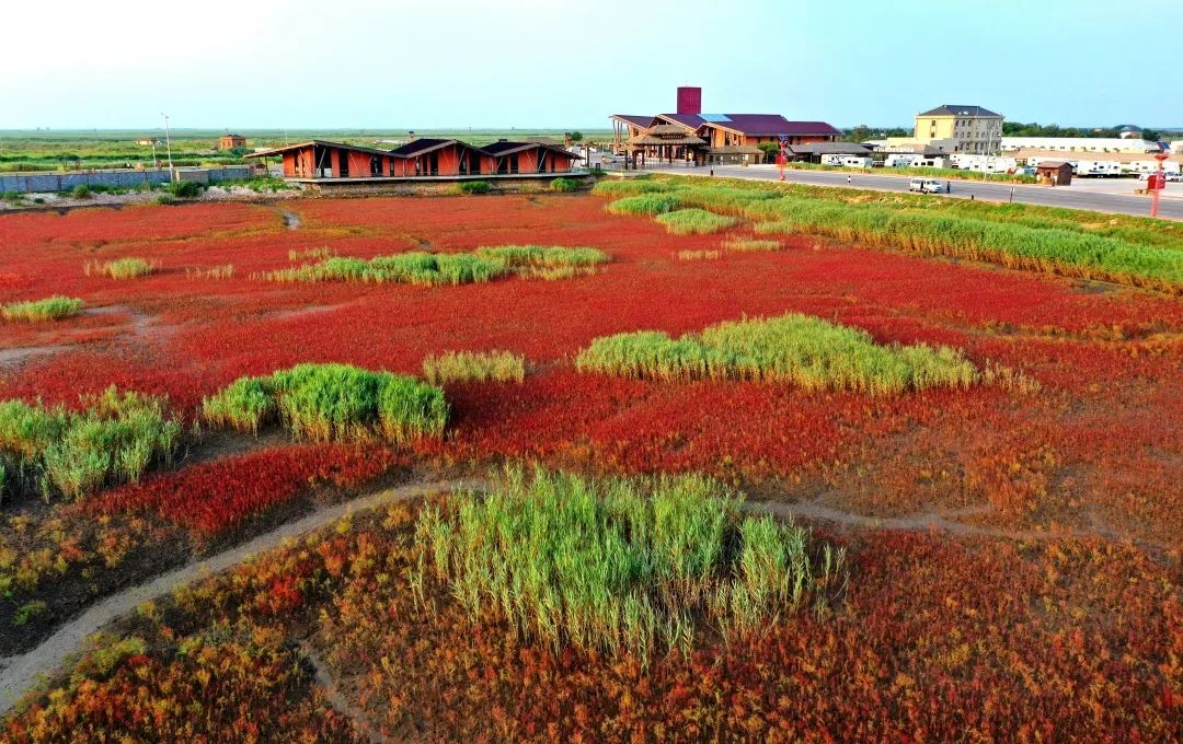 盘锦有红海滩一日游_盘锦红海滩最美的地段_盘锦红海滩旅游攻略