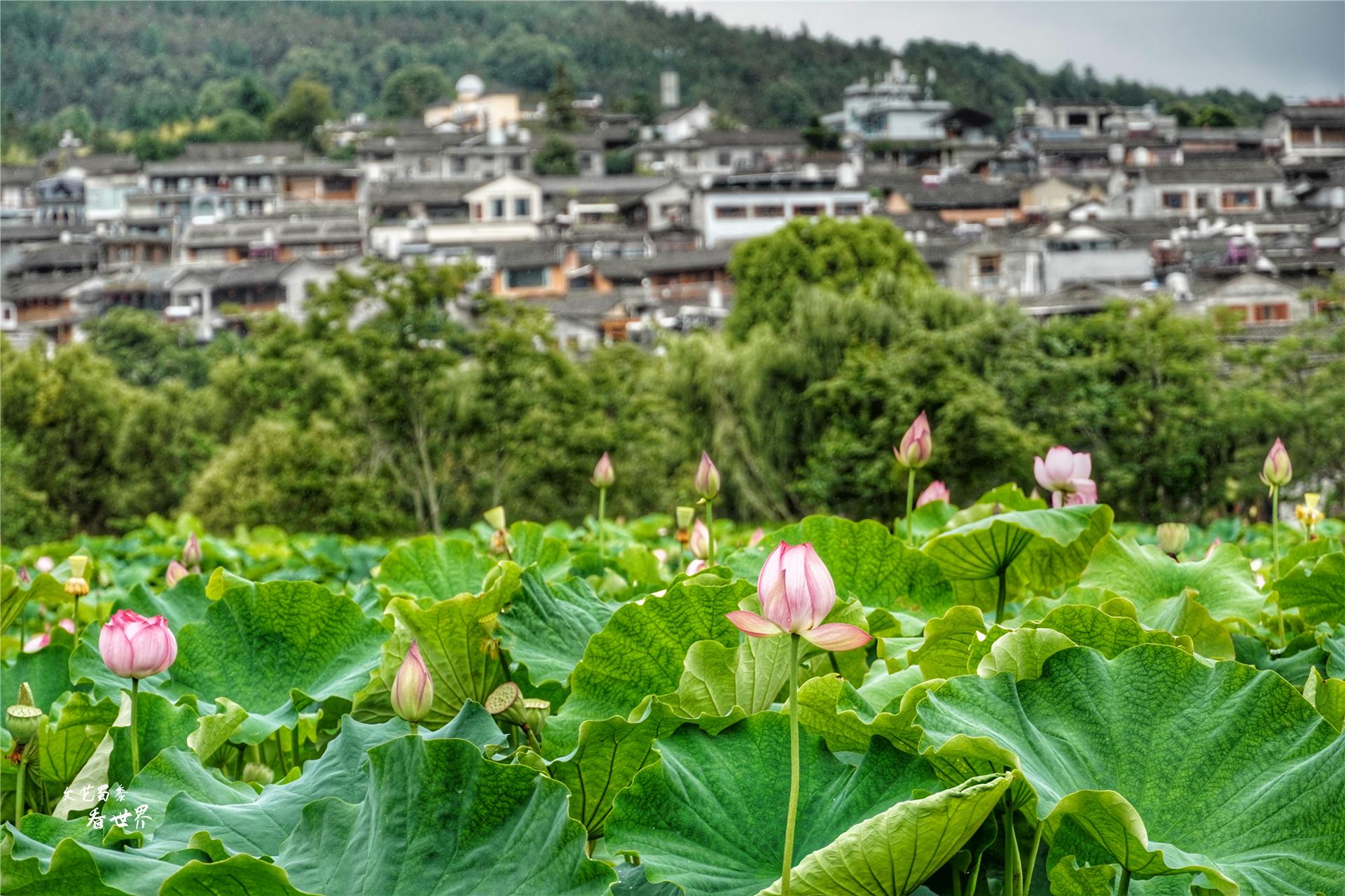 云南冬天旅游攻略_云南冬天旅游必去的景点_云南攻略冬旅游天气如何