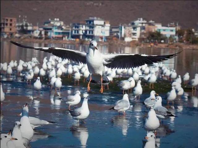 云南旅游一月份_云南十一月份旅游攻略_云南旅游几月是旺季