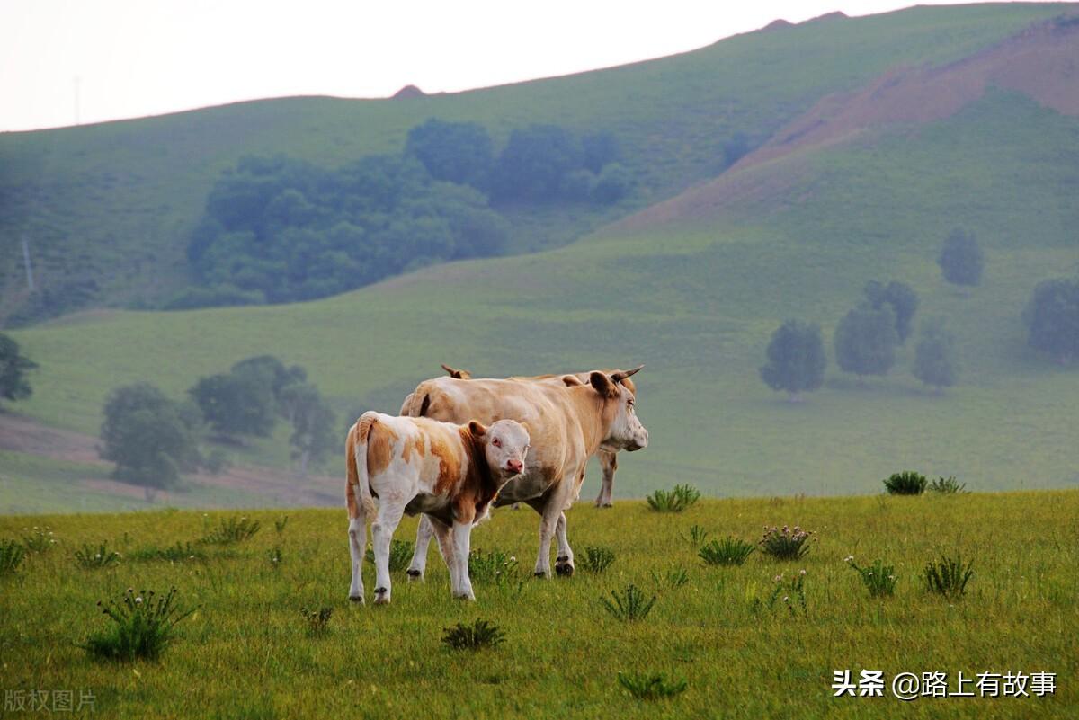 乌兰布统大草原有什么好玩的_乌兰布统大草原旅游多少钱_乌兰布统草原旅游攻略