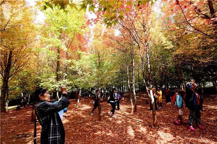 昆明冬季旅游最佳去处_昆明冬天旅游攻略_昆明冬季旅游攻略