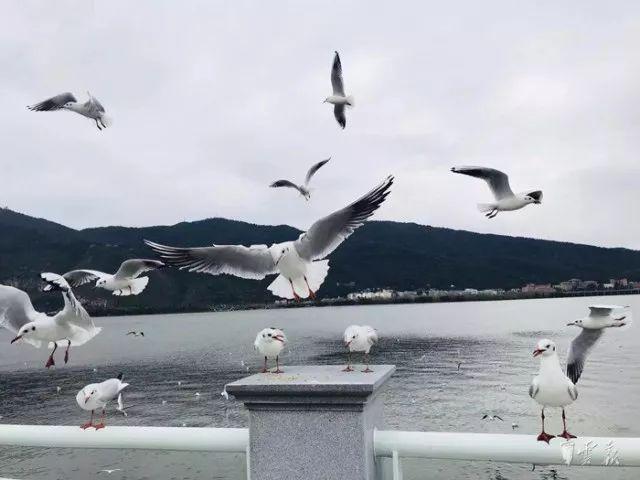 昆明冬天旅游攻略_昆明冬季旅游攻略_昆明冬季旅游最佳去处
