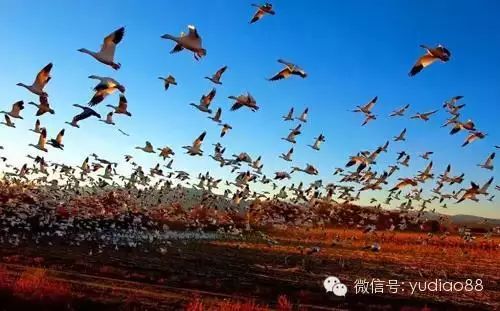 青海岛攻略湖沙旅游路线_青海湖沙岛旅游攻略_青海岛攻略湖沙旅游景点