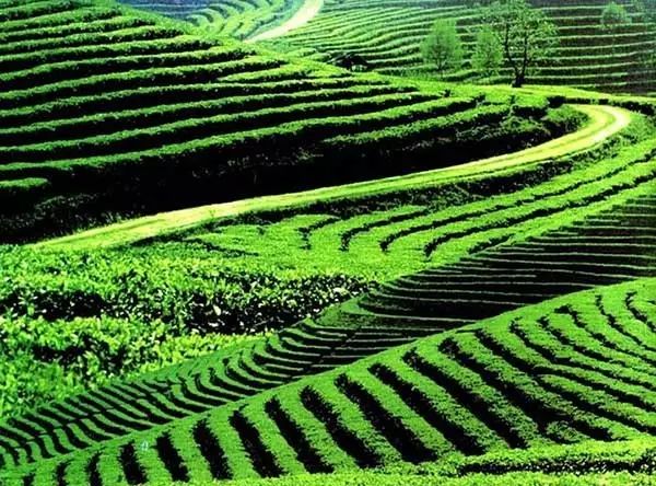 云南普洱思茅旅游攻略_云南省普洱市思茅区旅游景点_普洱思茅旅游攻略必去景点