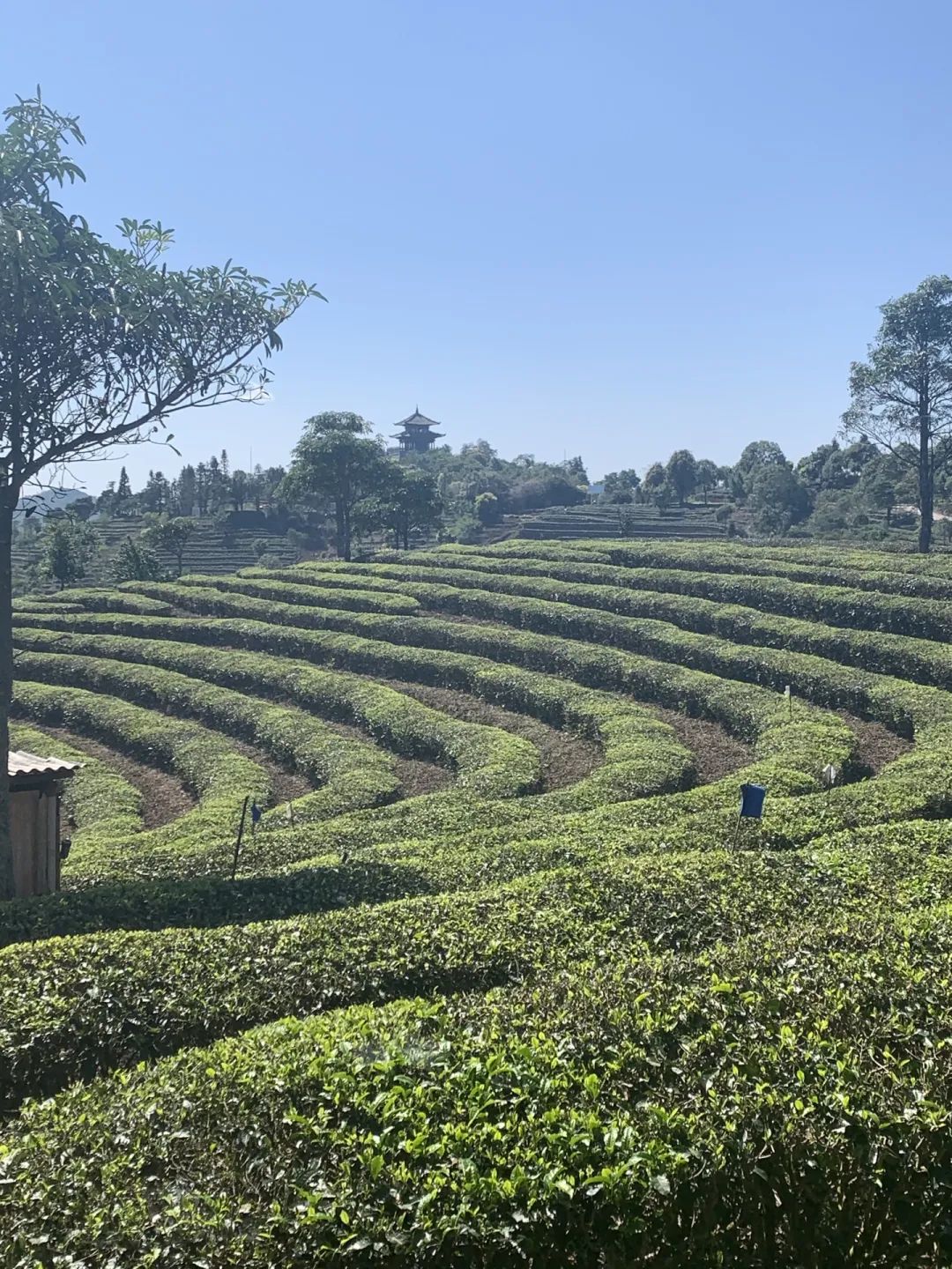 普洱思茅哪里好玩_云南普洱思茅旅游攻略_普洱思茅网红打卡地