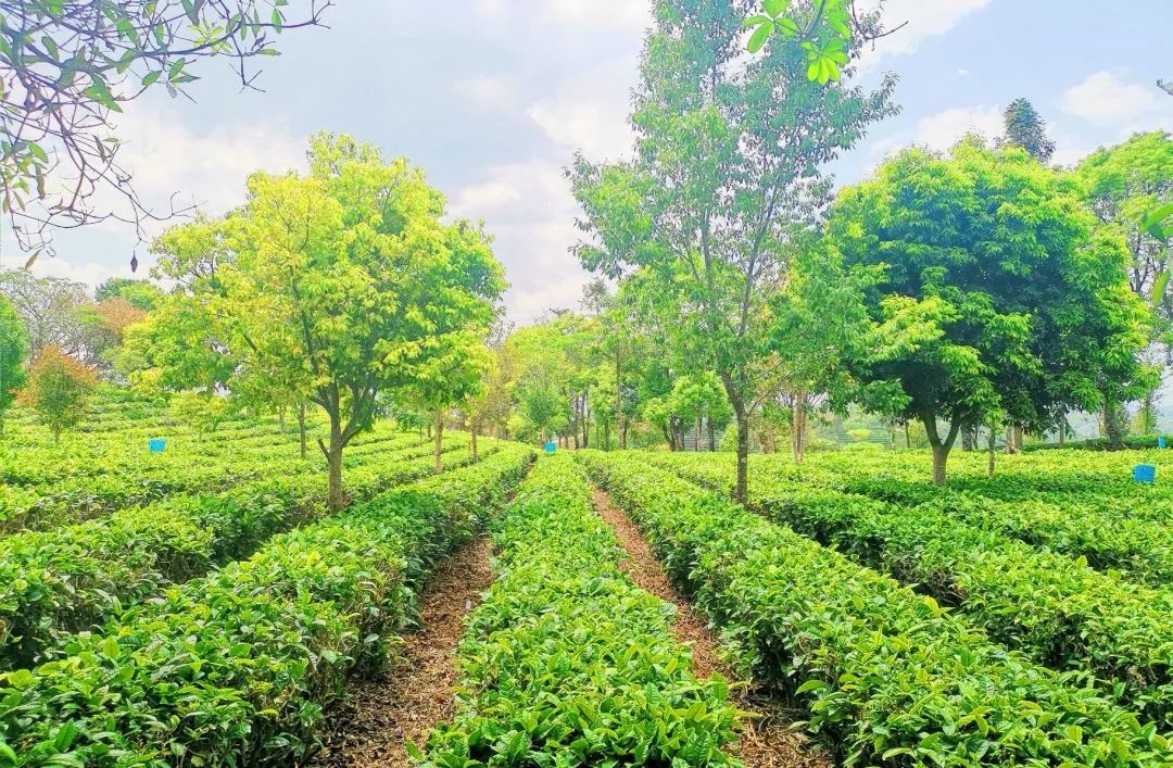 普洱思茅网红打卡地_普洱思茅哪里好玩_云南普洱思茅旅游攻略
