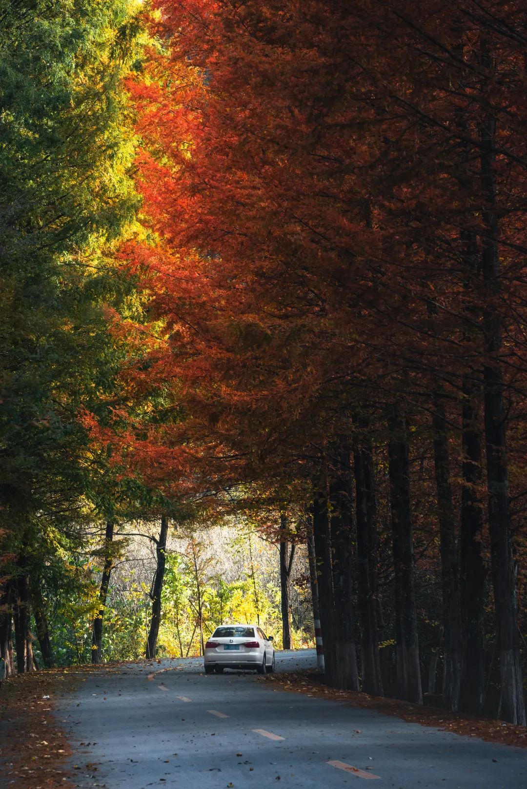 留坝紫柏山旅游攻略-留坝紫柏山国家森林公园旅游