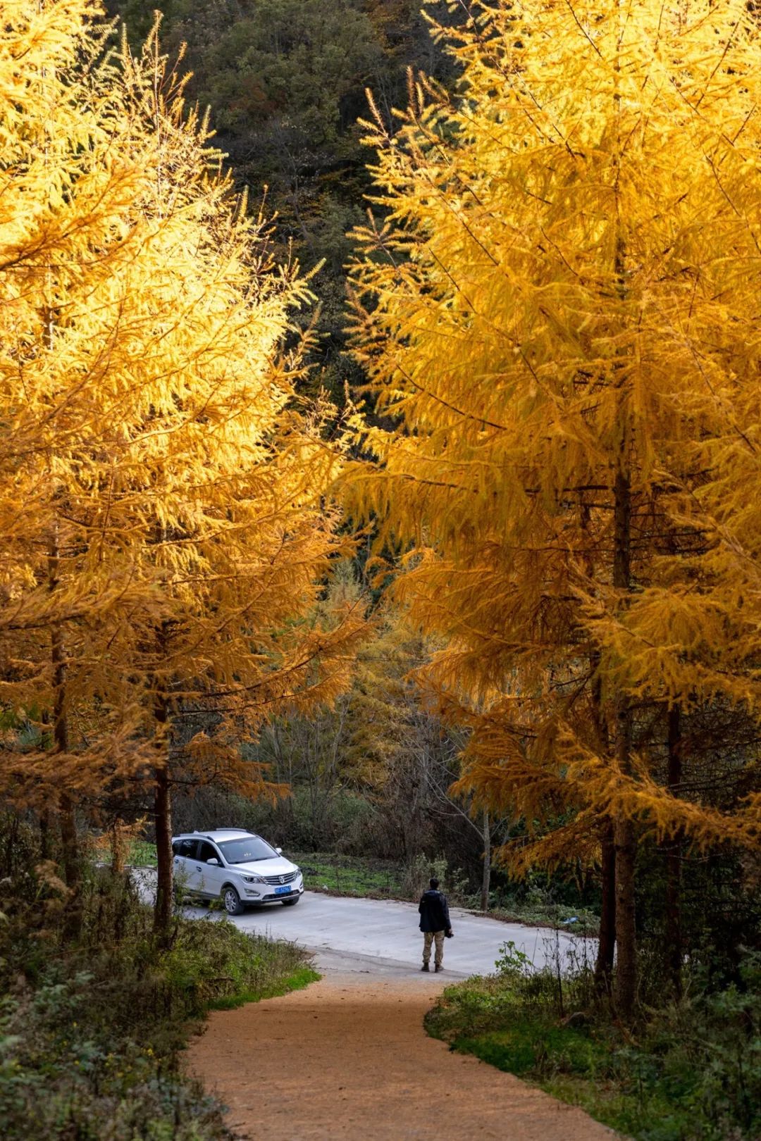 留坝紫柏山旅游攻略_留坝紫柏山国家森林公园旅游_留坝紫柏山森林公园电话