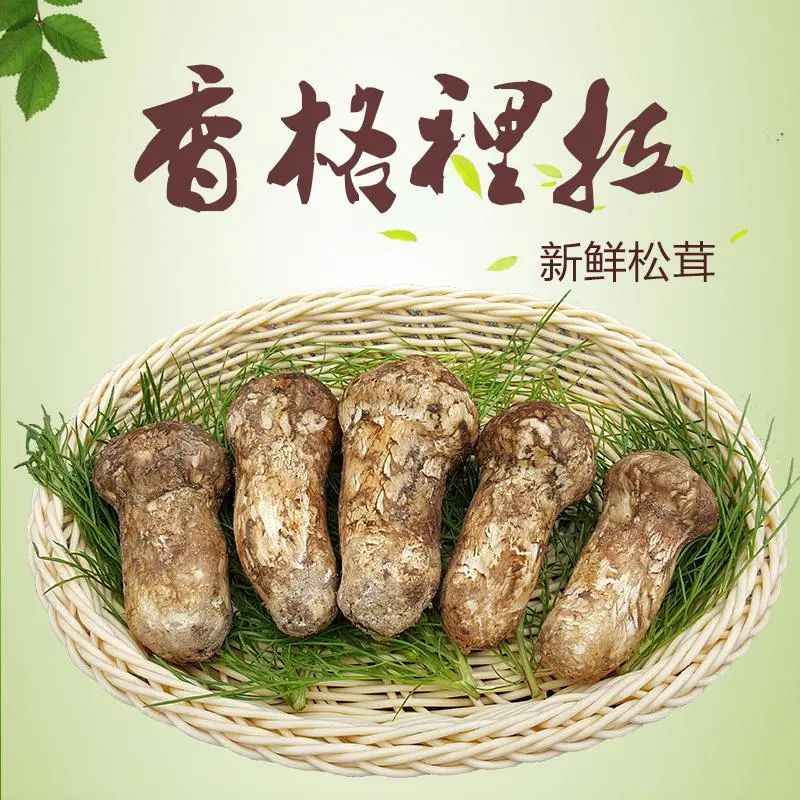 云南香格里拉游玩攻略_云南香格里拉旅游攻略 网_云南香格里拉攻略自助游攻略