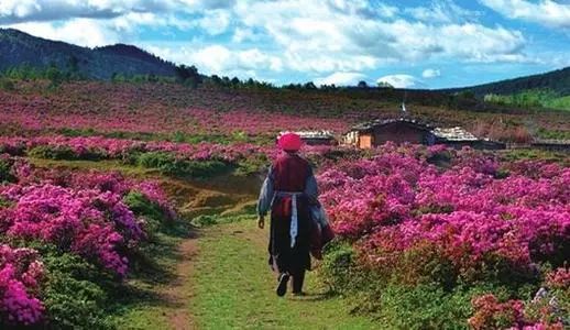 云南香格里拉攻略自助游攻略_云南香格里拉旅游攻略 网_云南香格里拉游玩攻略
