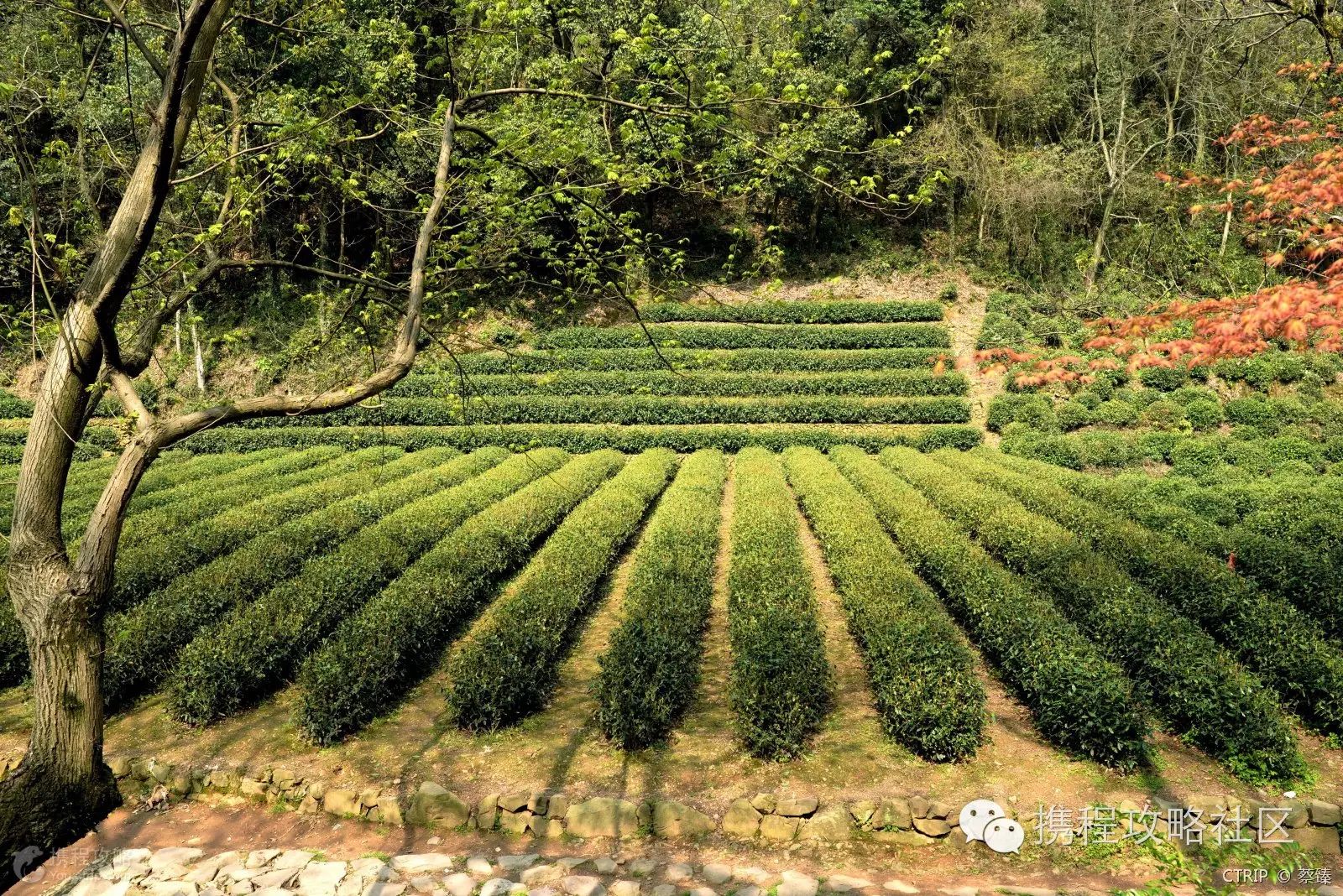 西溪湿地游览路线_西溪湿地西区门票价格_西溪湿地西区旅游攻略