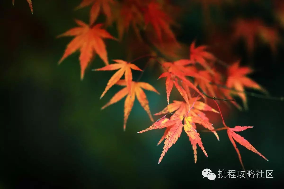 西溪湿地游览路线_西溪湿地西区门票价格_西溪湿地西区旅游攻略
